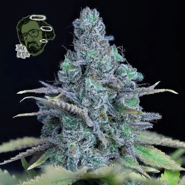 Jack Herer-image