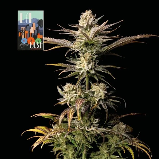 L.A. Peyote Kush-image