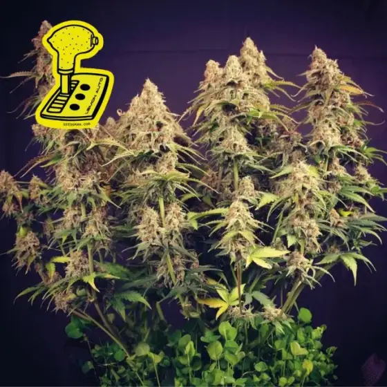 Lemon Auto – Seedsman
