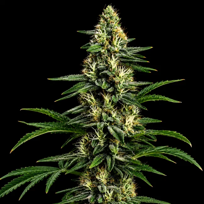 Northern Lights 99-image