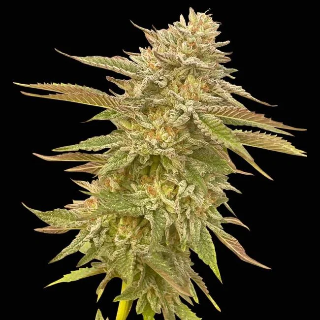 Pineapple OG-image