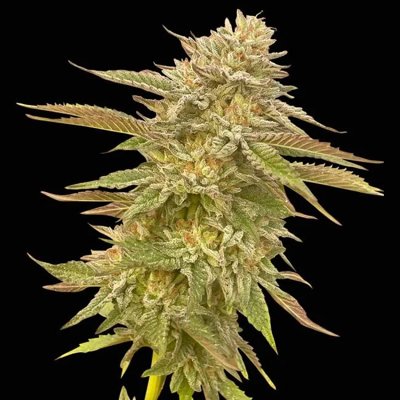 Pineapple OG