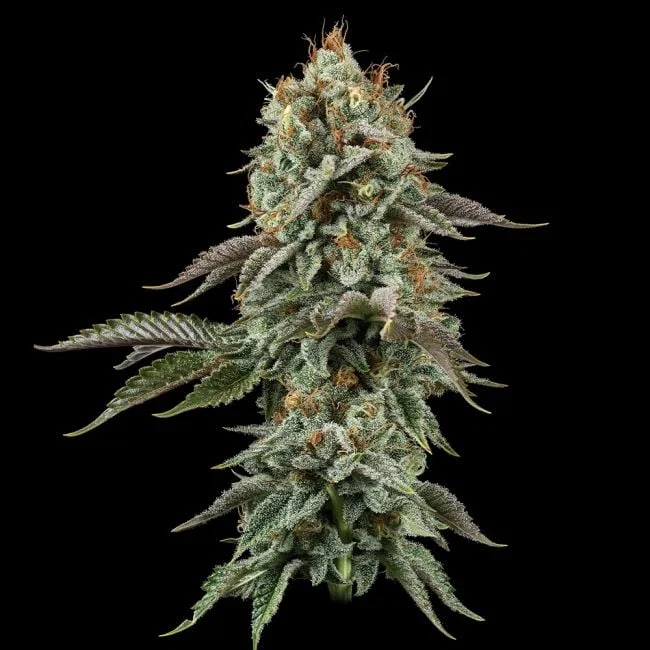 Sour Diesel-image