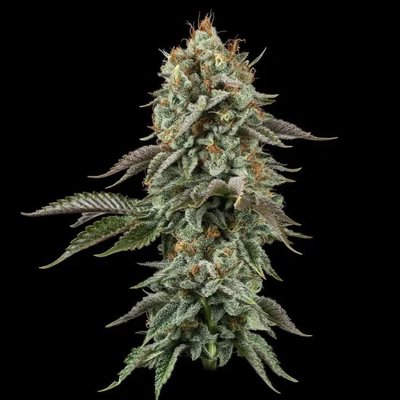 Sour Diesel