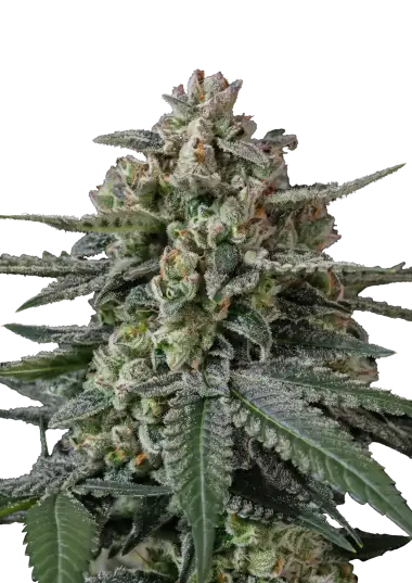 Banana Frost Auto™