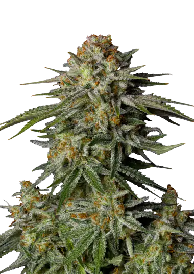GG4 Sherbet FF-image