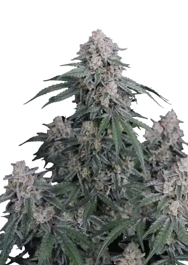 GMO Auto™