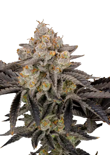 Gorilla Cookies FF-image