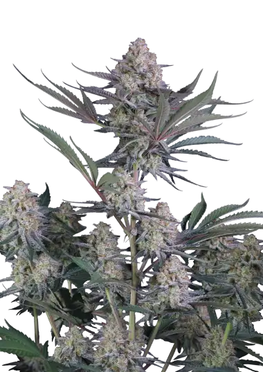 Lemon Tree Auto™