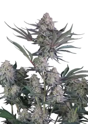 Lemon Tree Auto™