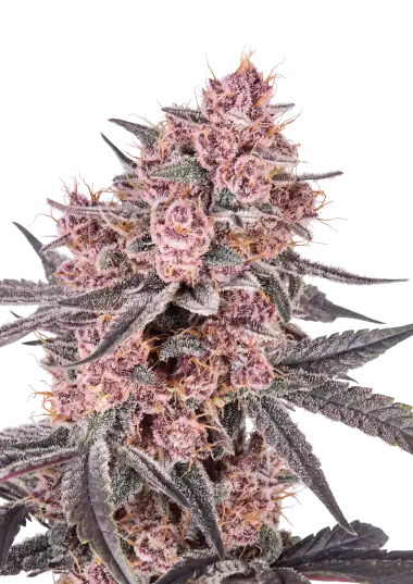 Mango Cherry Runtz Auto™