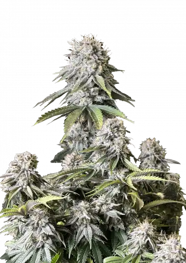 Orange Sherbet FF-image