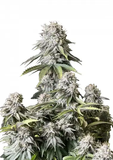Orange Sherbet FF