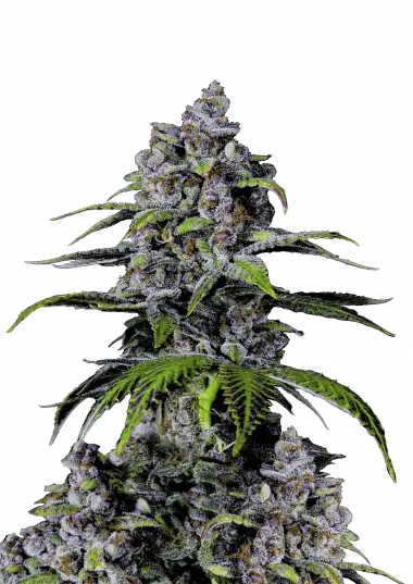 Purple Lemonade FF