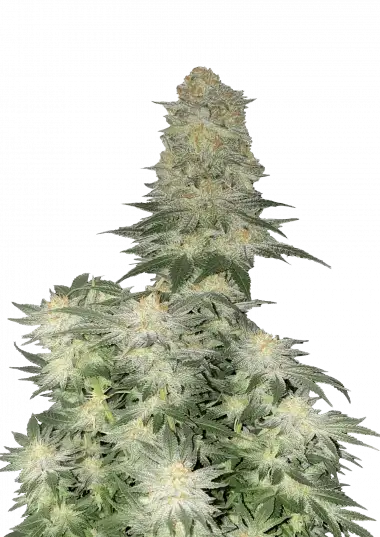 Wedding Cheesecake FF-image