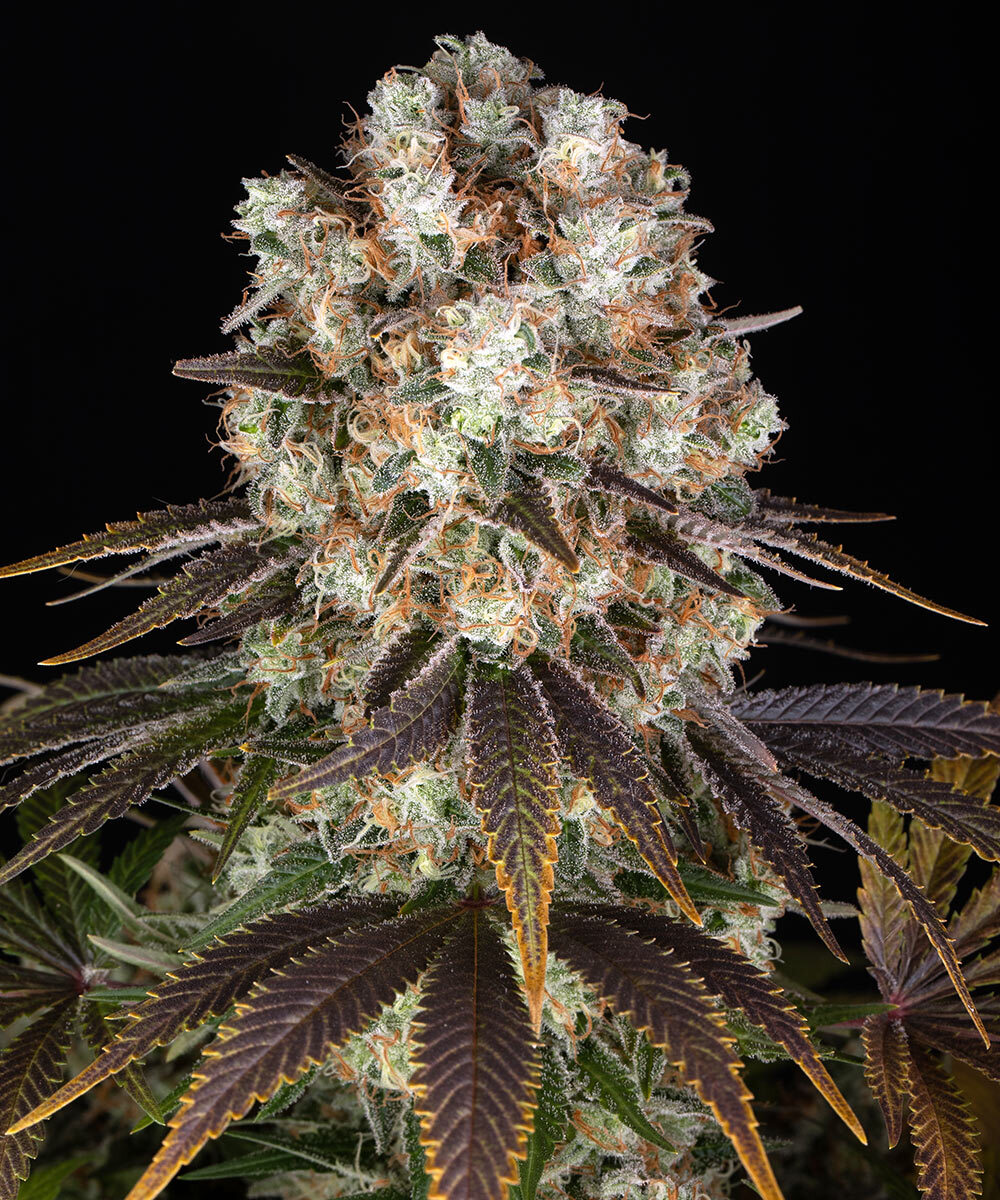Bruce Banner-image