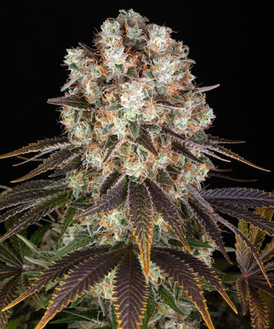 Bruce Banner