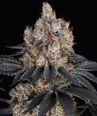 Gelato