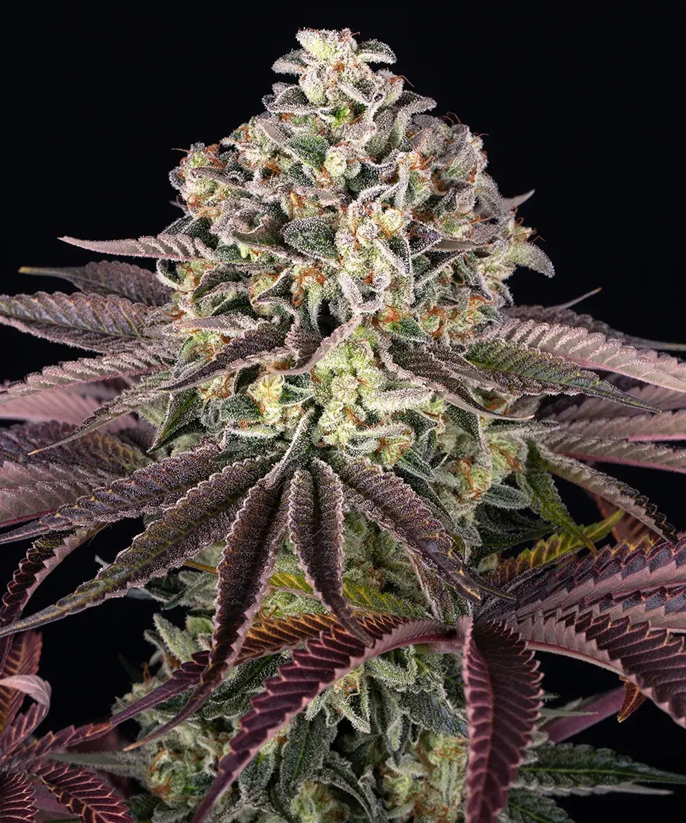 GrandDaddy Purple-image