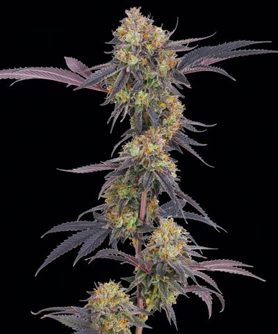 Tropicana Cherry