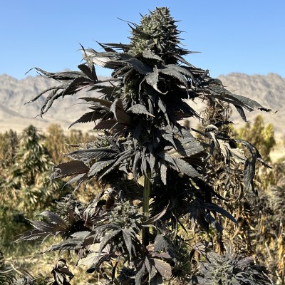 Afghan Maruf Black Selection Regular-image