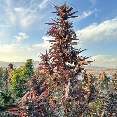 Afghan Maruf Red Selection Regular