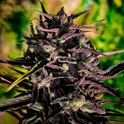 Black Mango Regular-image
