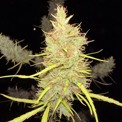 Durban Poison 80s Regular