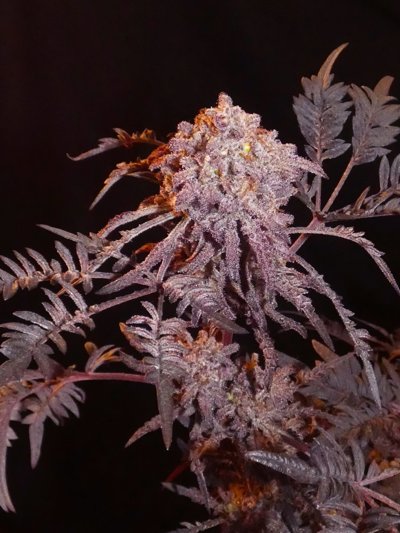 Frosty’s Purple Freak Feminized