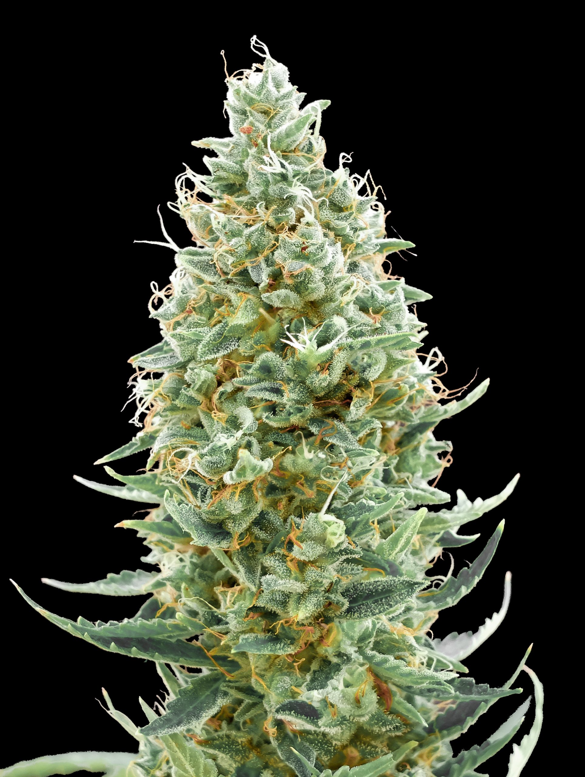Amnesia Fast-image