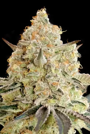Apple Fritter