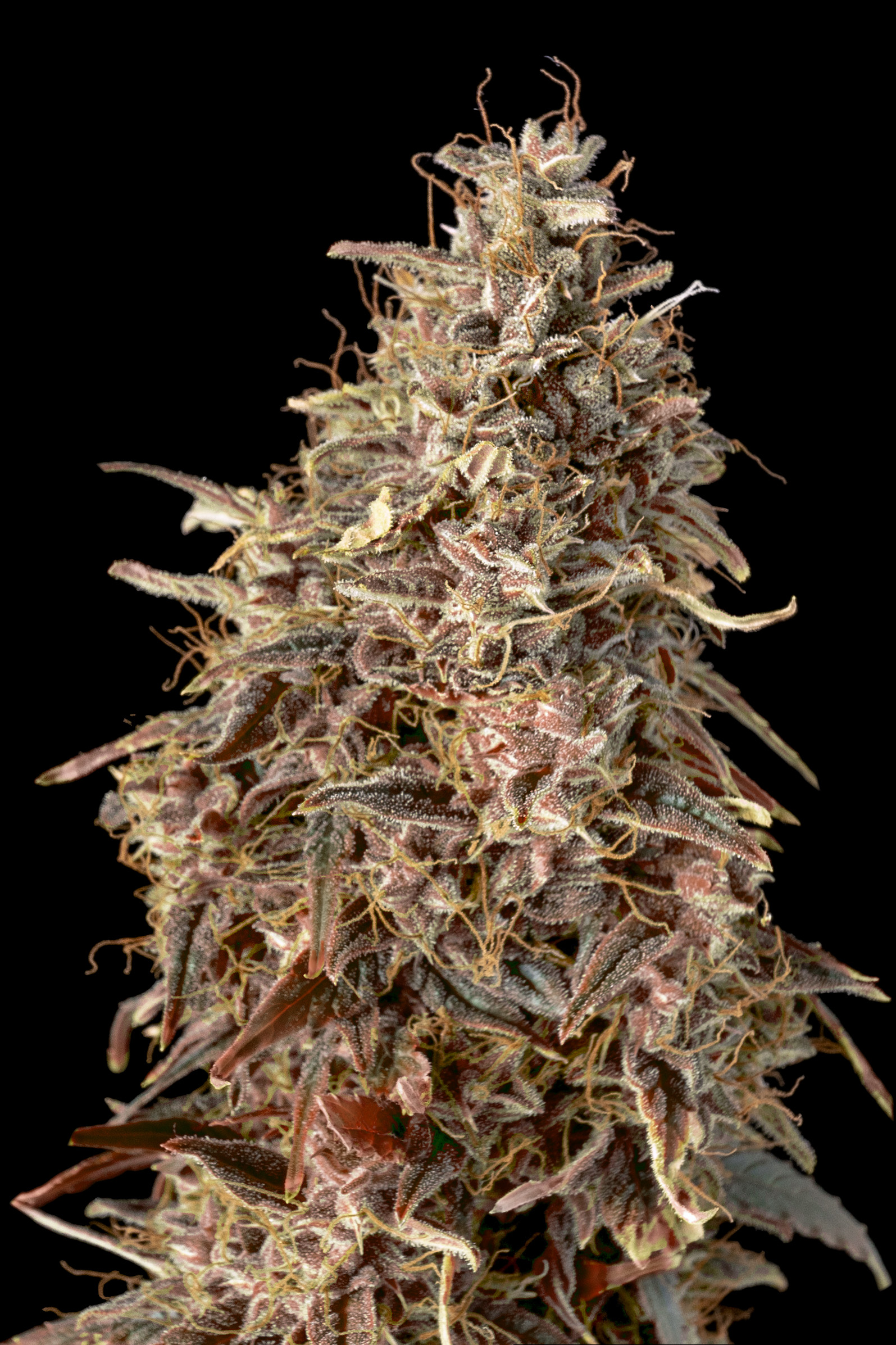 Auto Mimosa Punch-image