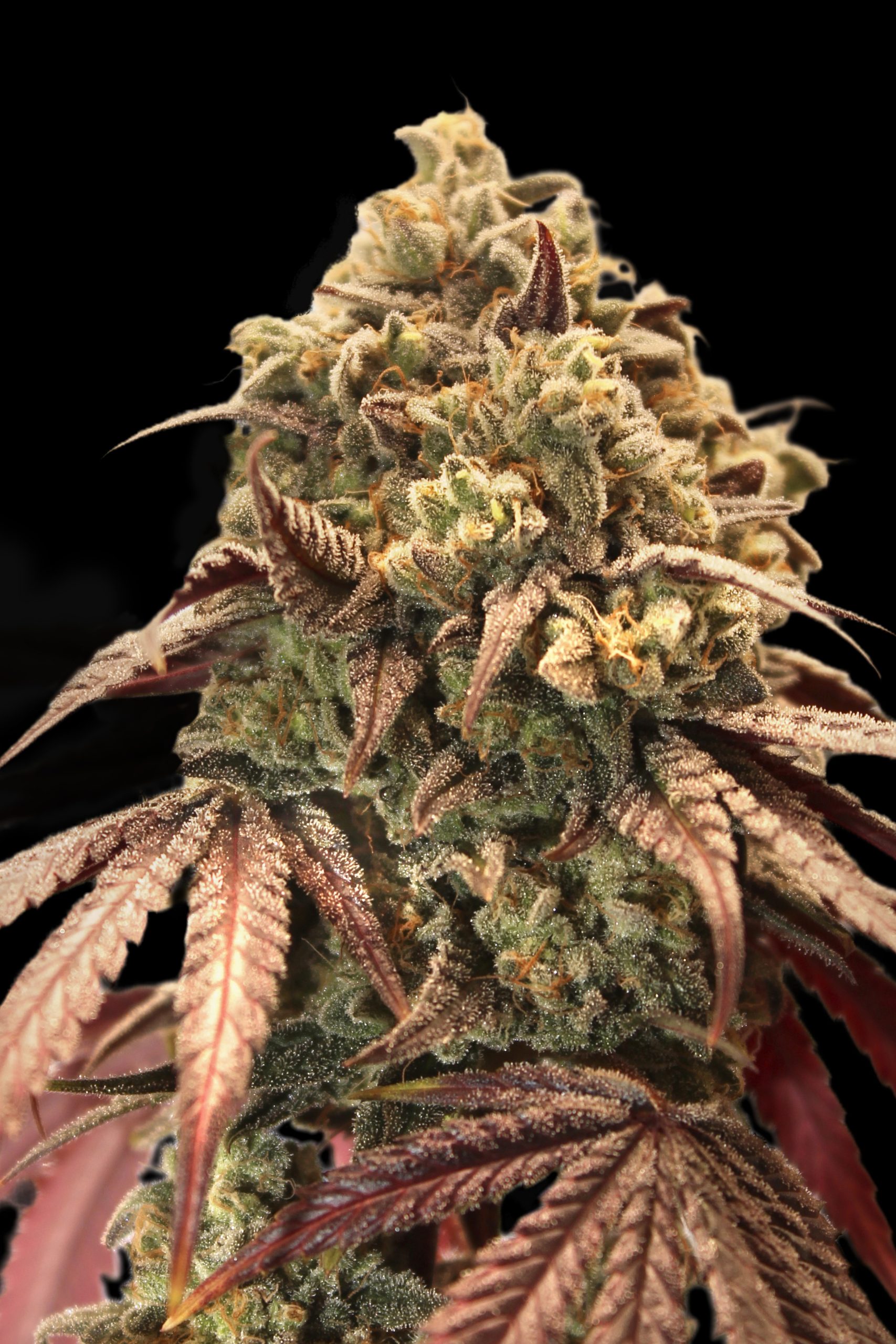 Auto Zerealz Milk