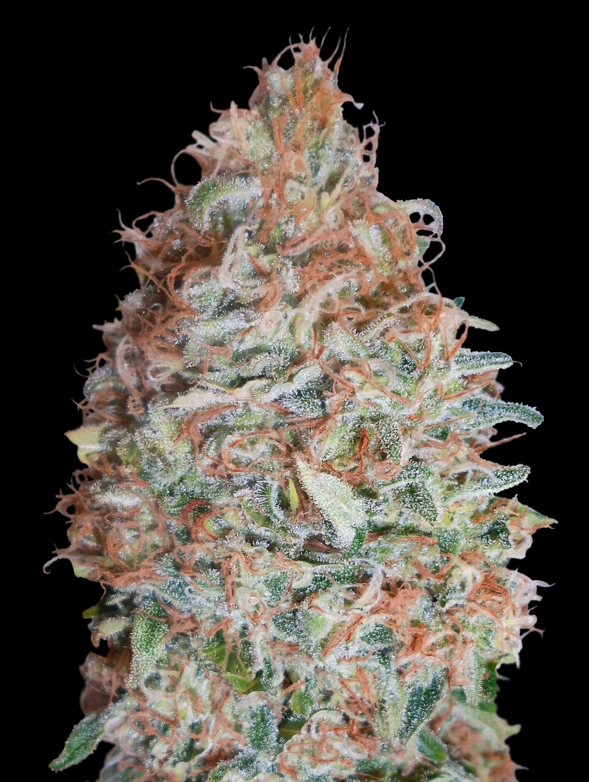 Banana Cookies-image