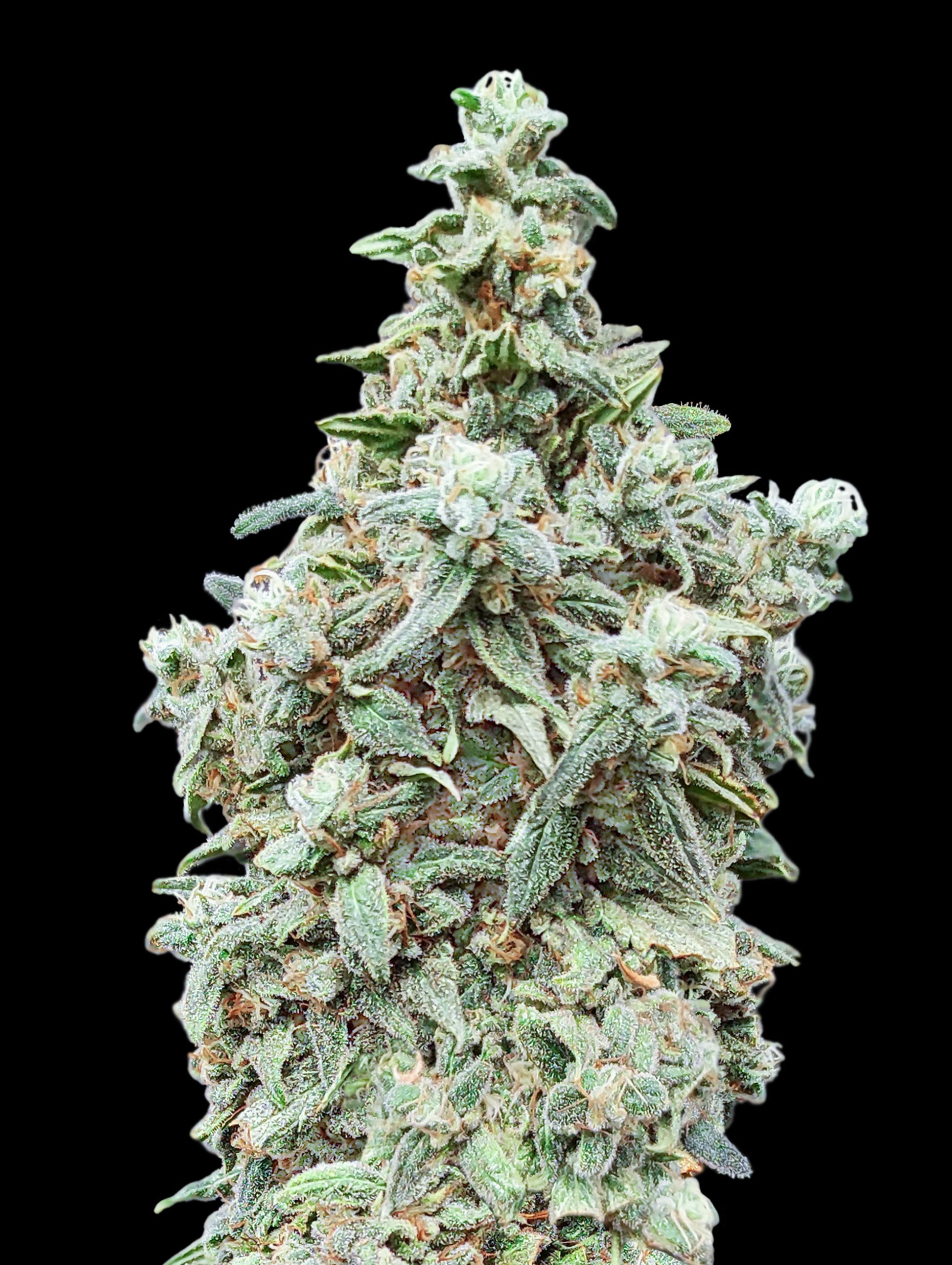 Cherry Pie-image