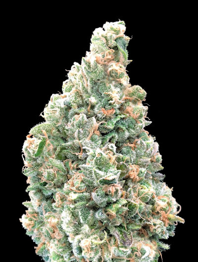 Cherry Pie Fast