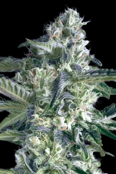 Critical Lemon Fast