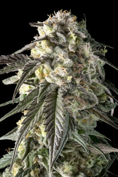 Gelato #33 Fast