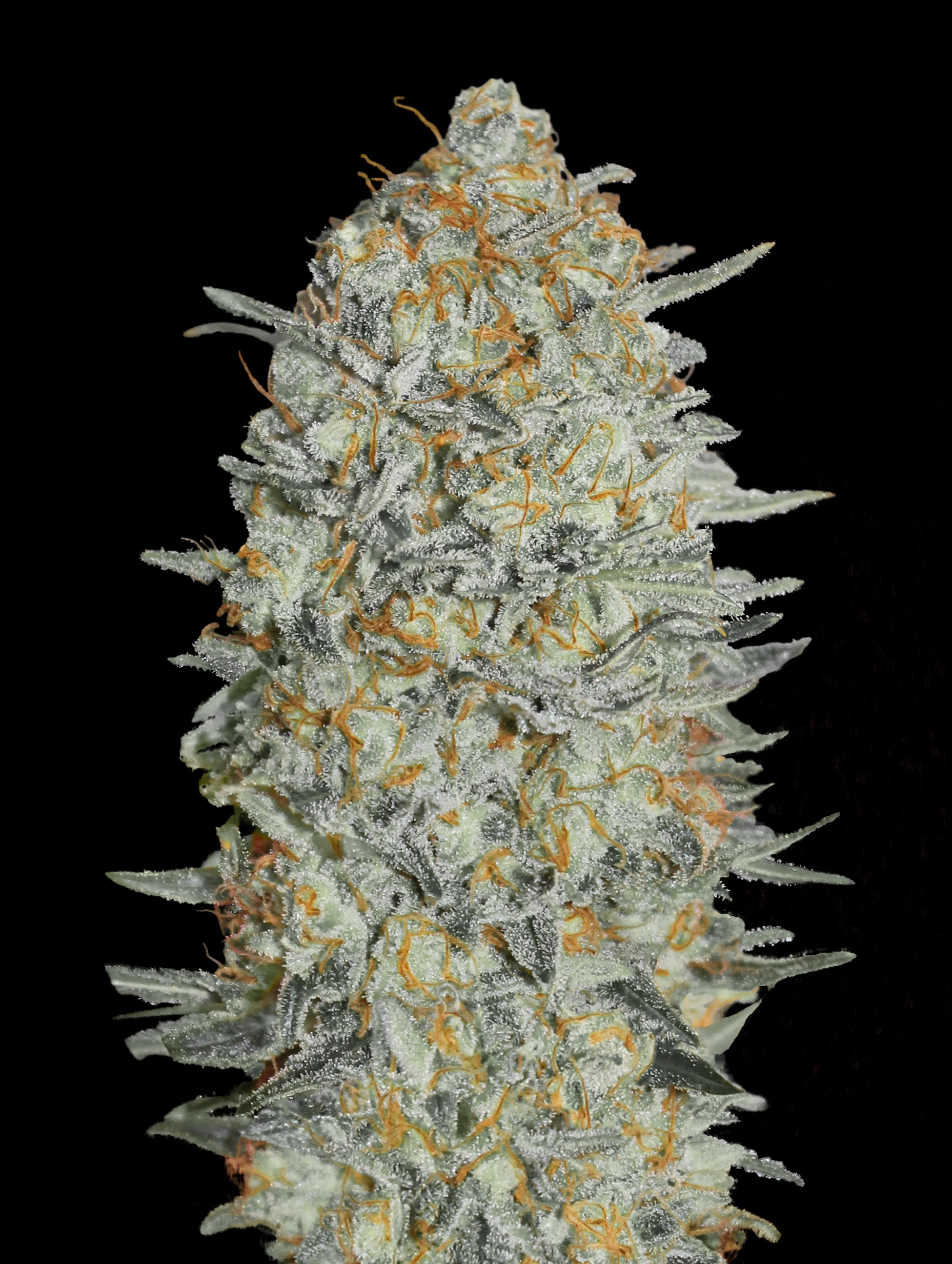 Lemon Bean Fast-image