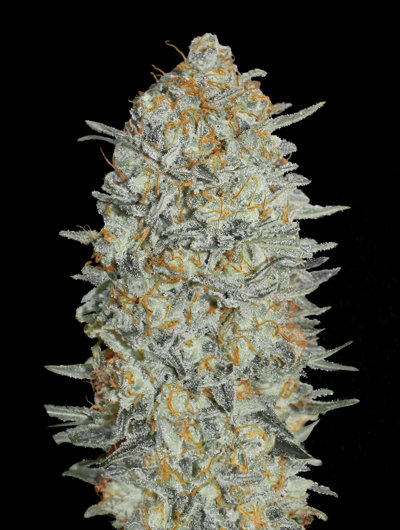 Lemon Bean Fast