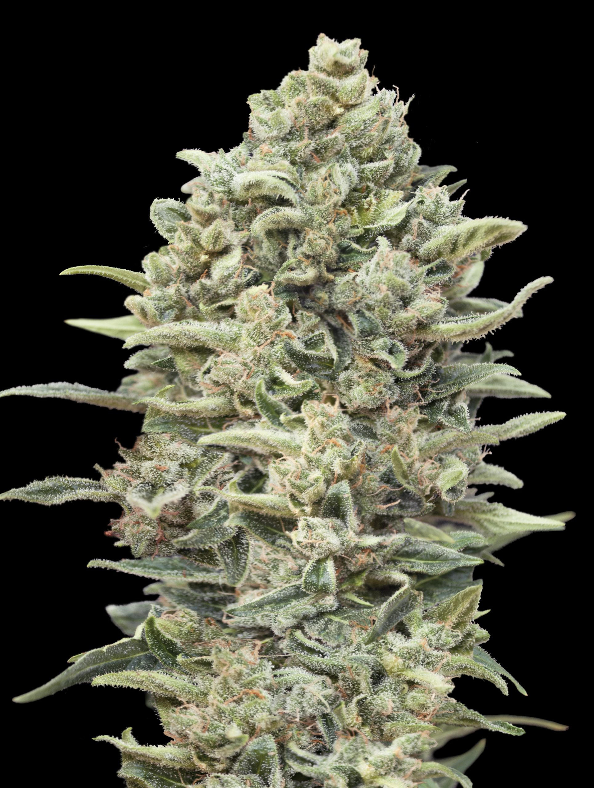 Mimosa Punch-image