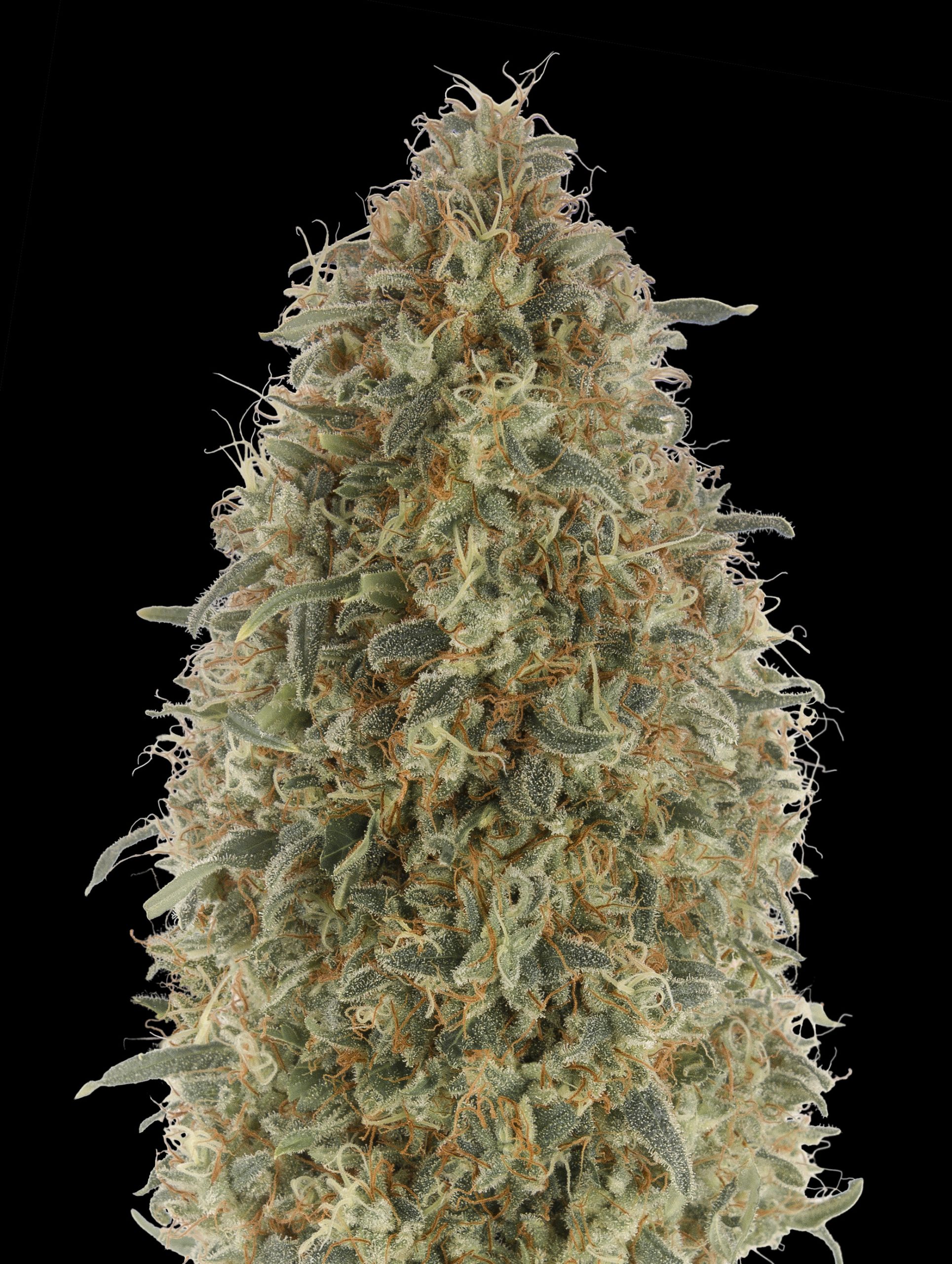 OG Kush S.F.V.-image