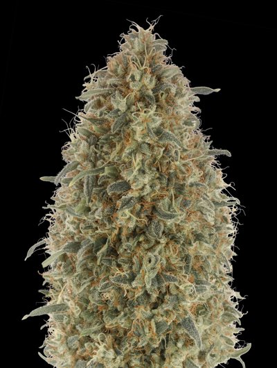 OG Kush S.F.V.