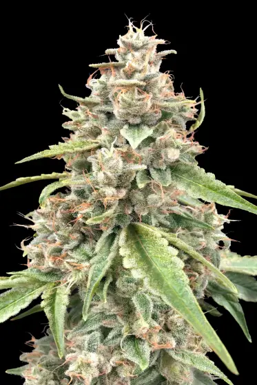 Pineapple Glue