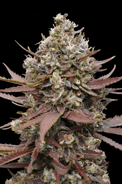 Rainbow Sherbet #11