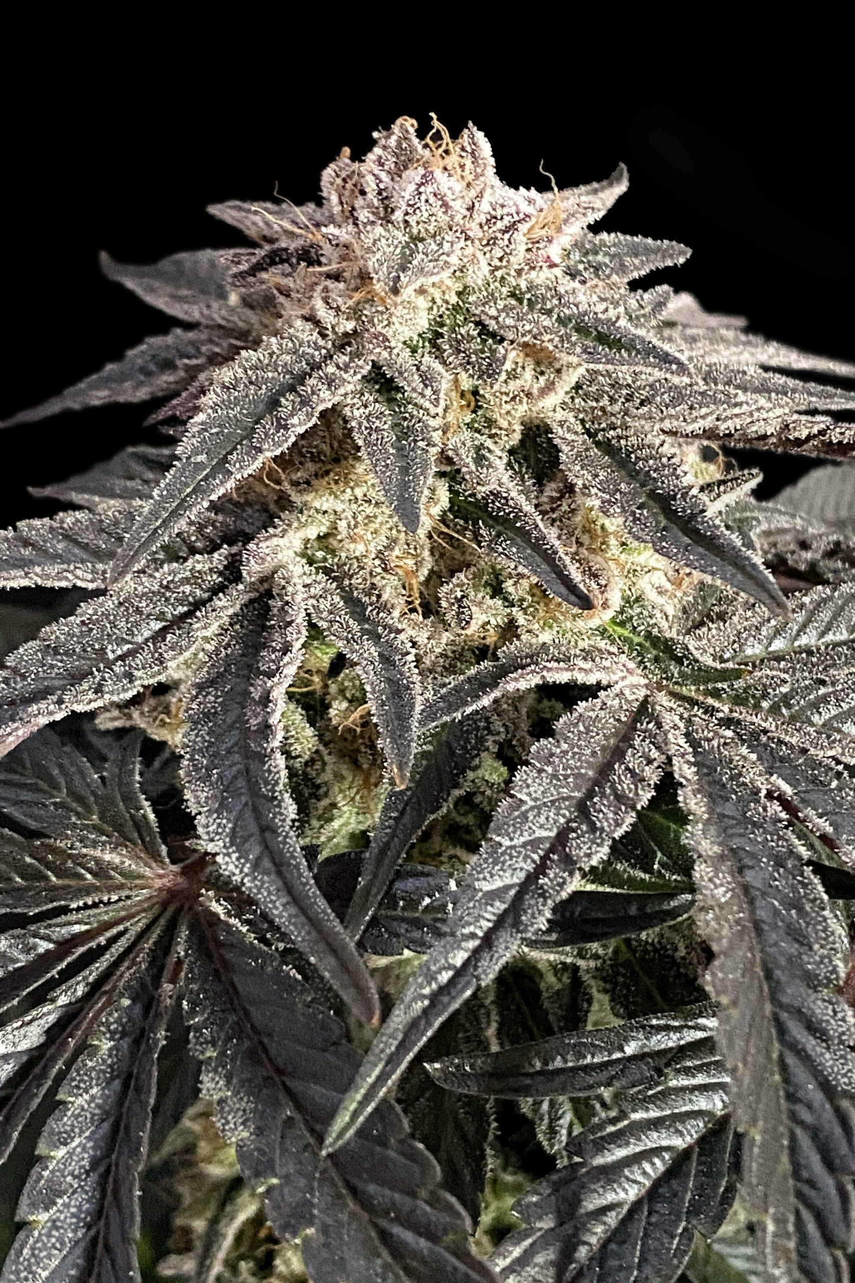 Slurricane-image