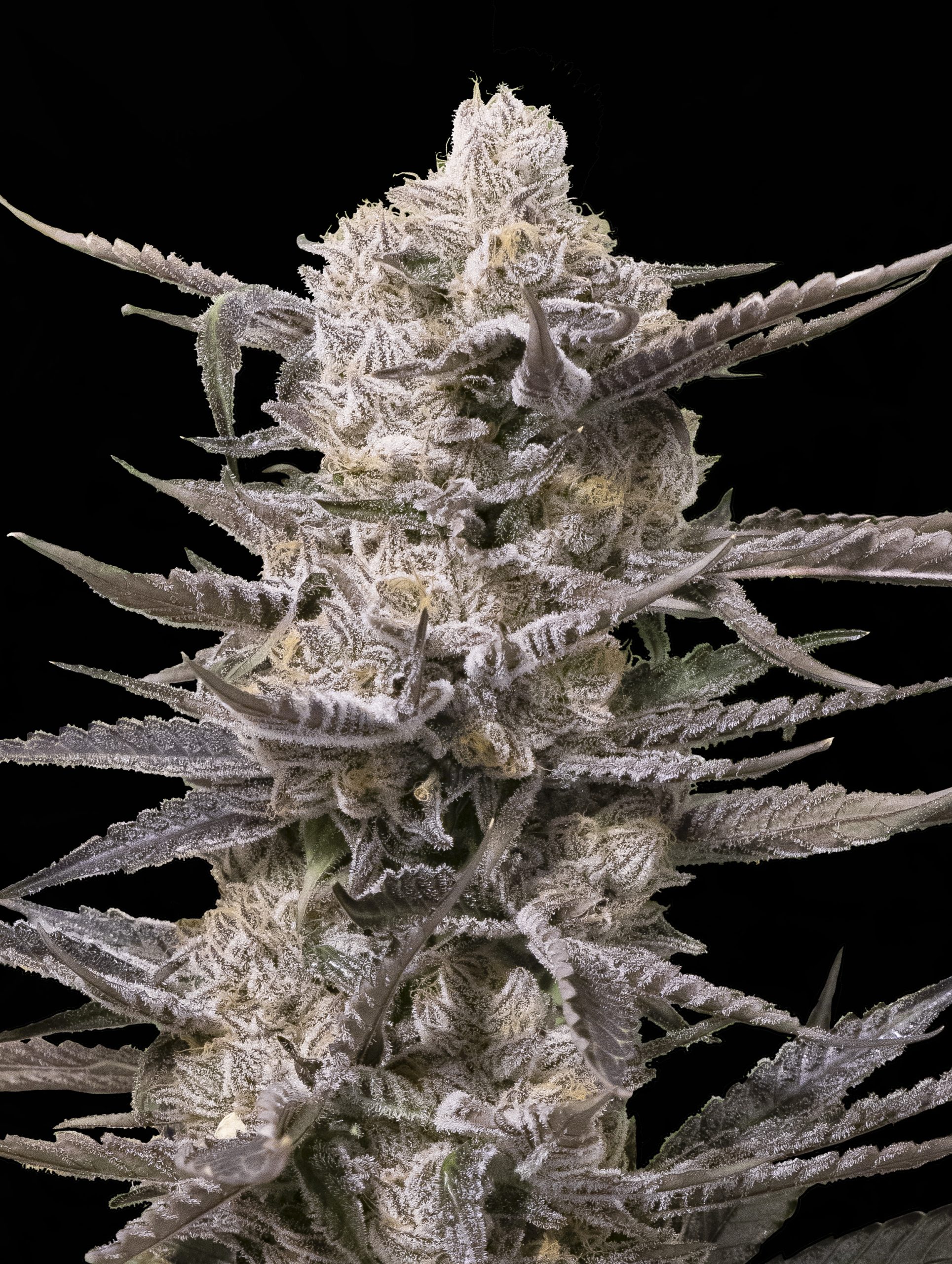 Watermelon OG-image