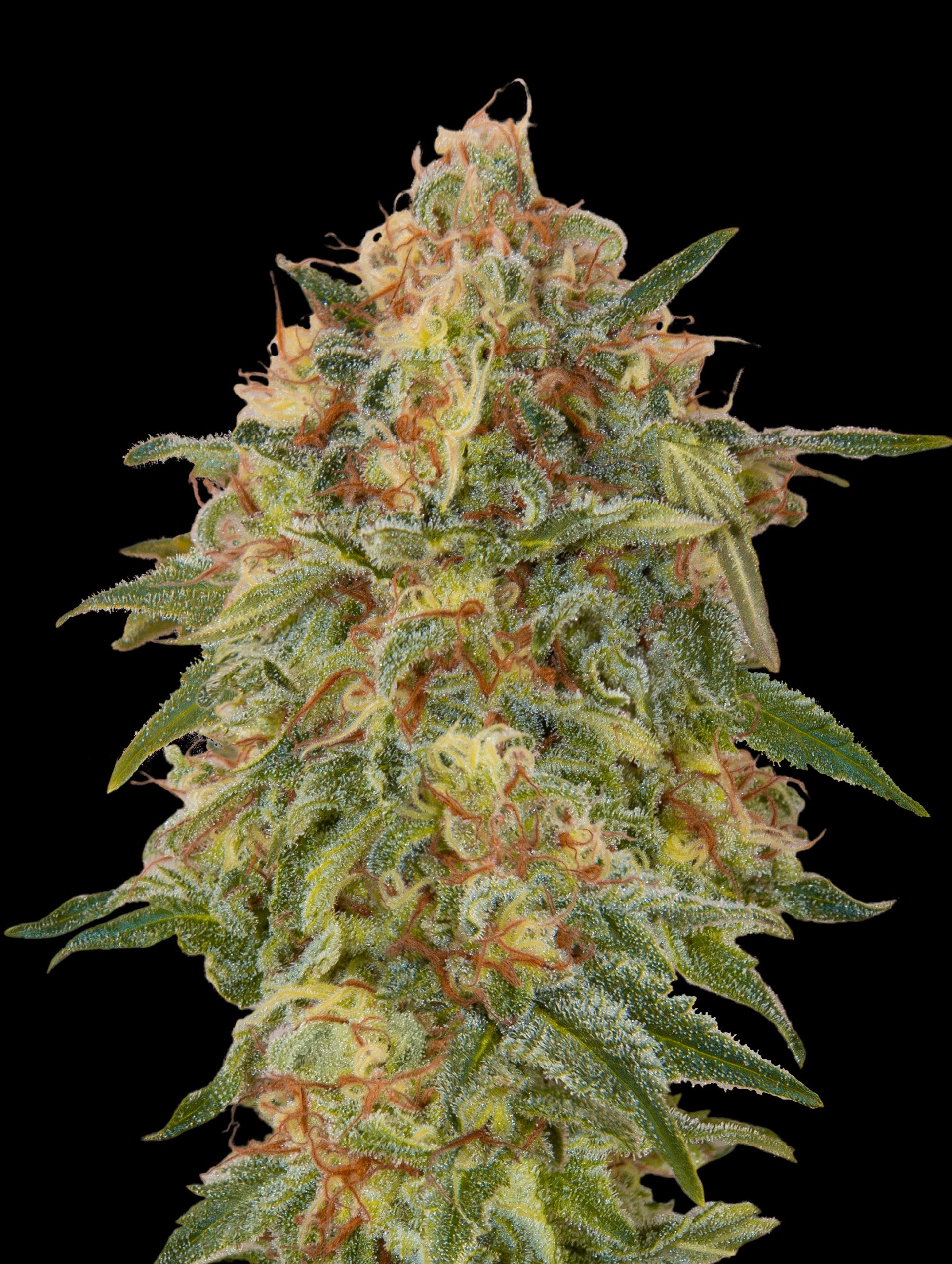 Zkittlez-image