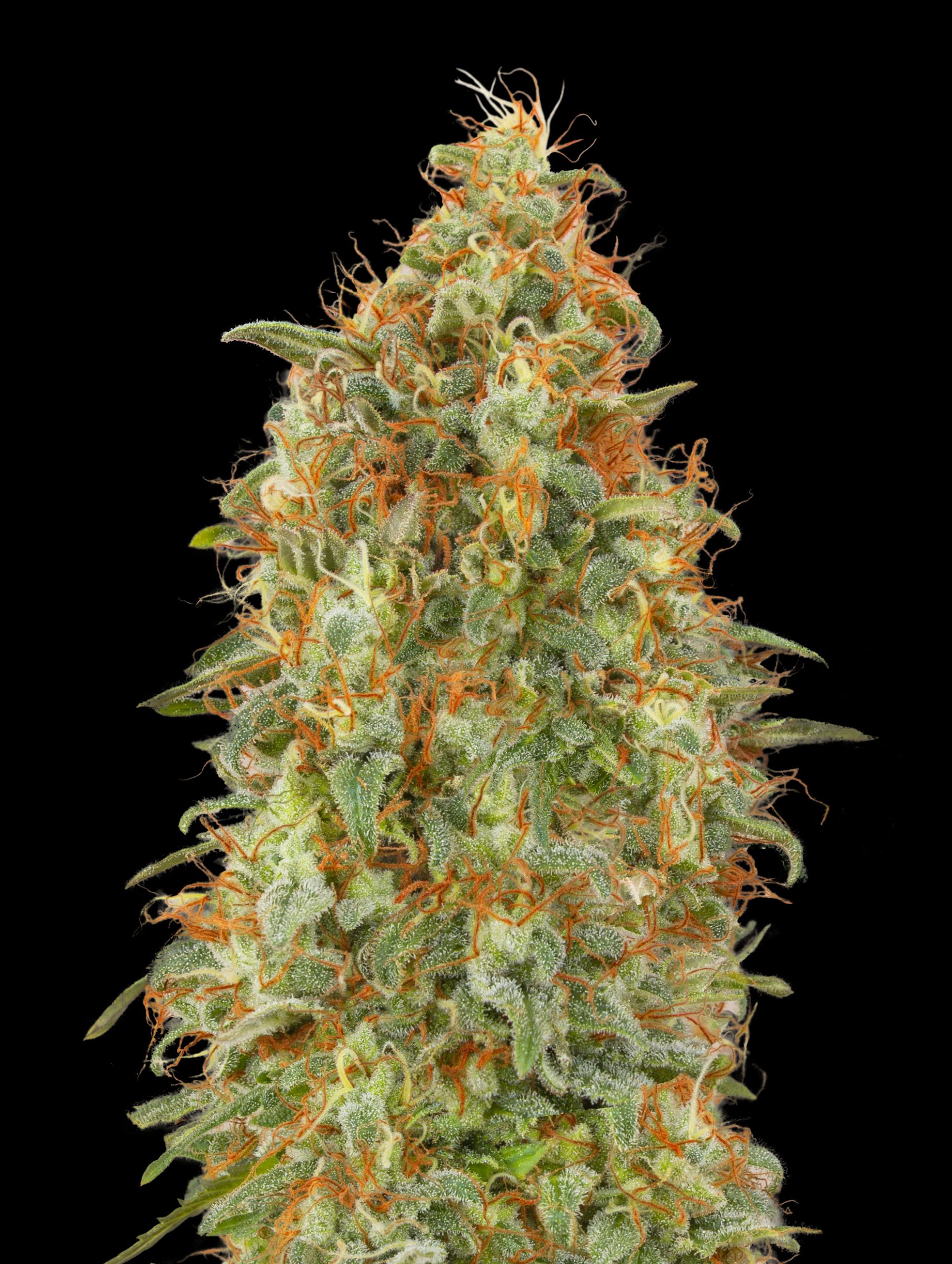 Zkittlez Fast-image