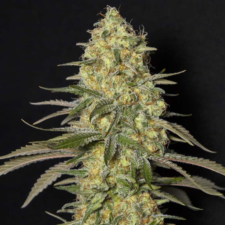 BLACK DREAM-image